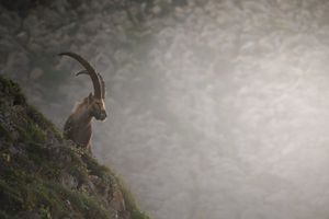 Steinbock im morgennebel