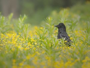 Krähe im Butterblumenfeld