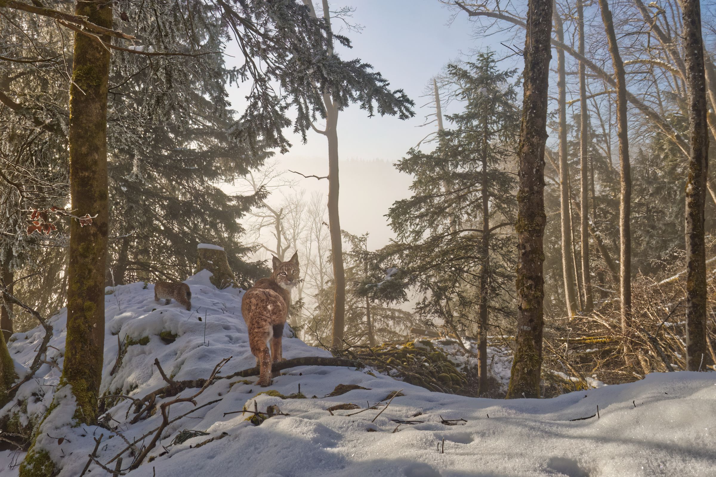 Mutter und Babyluchs im Schnee