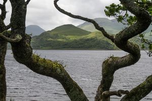 Knorrige Eichen Rahmen das Loch