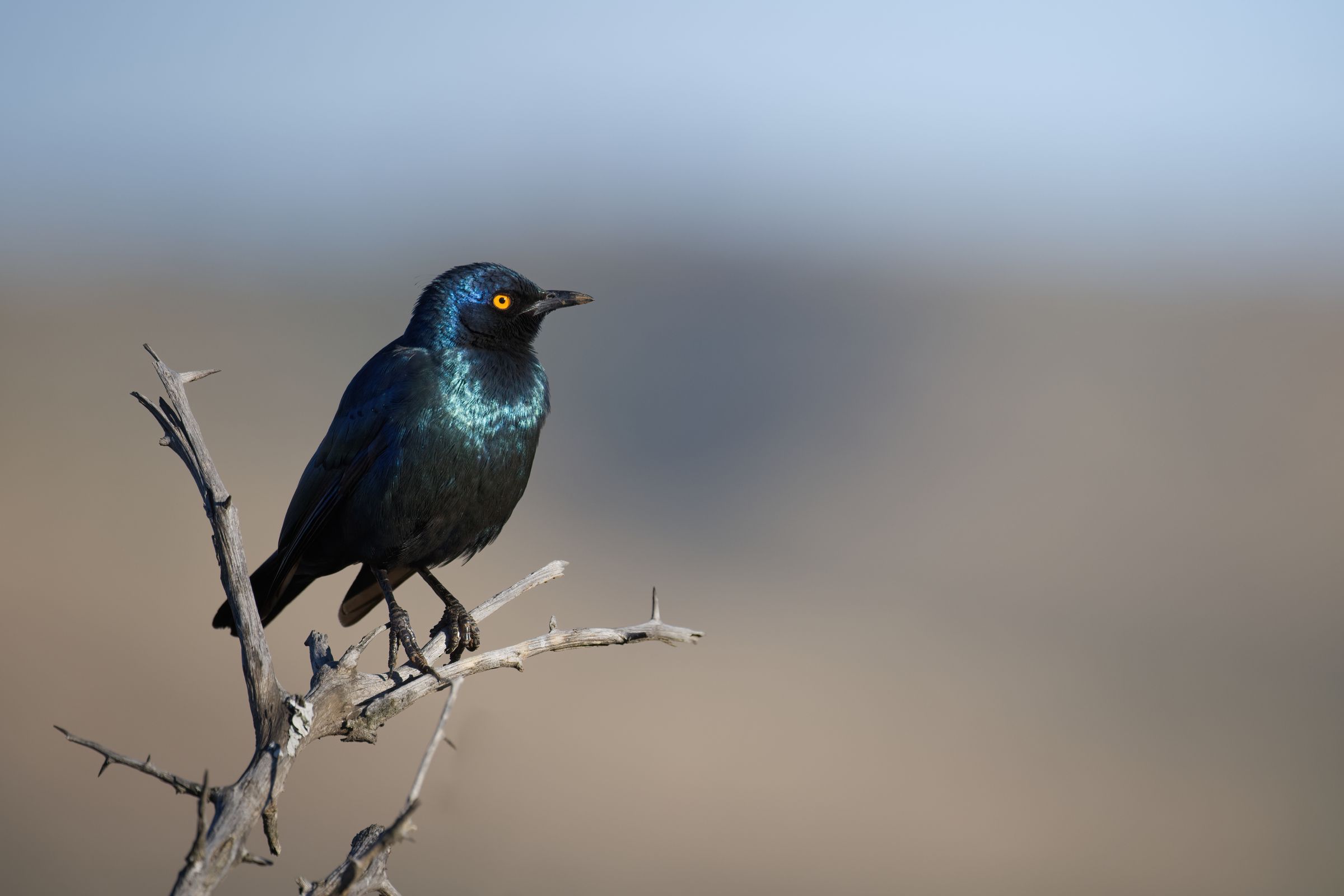 Lamprotornis nitens