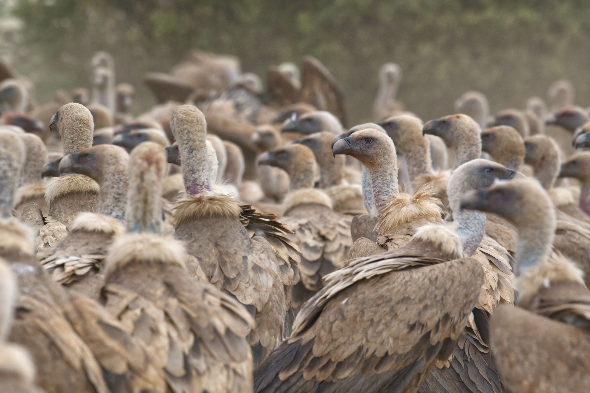 Ein Haufen Gänsegeier