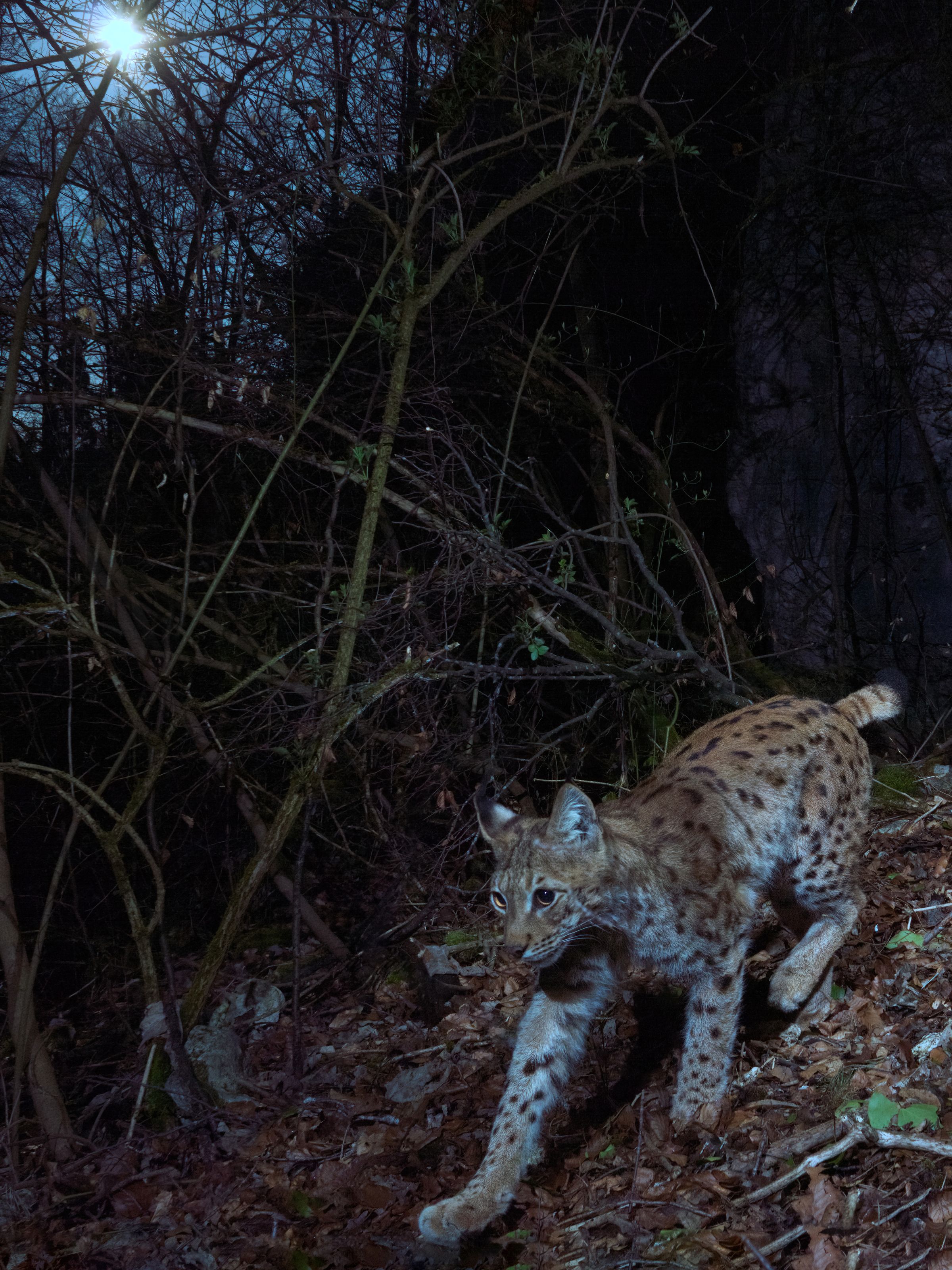 Vollmond Luchs