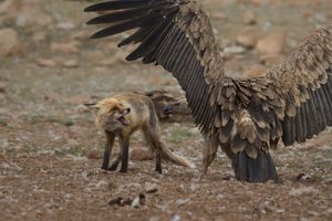 Fuchs gegen Geier