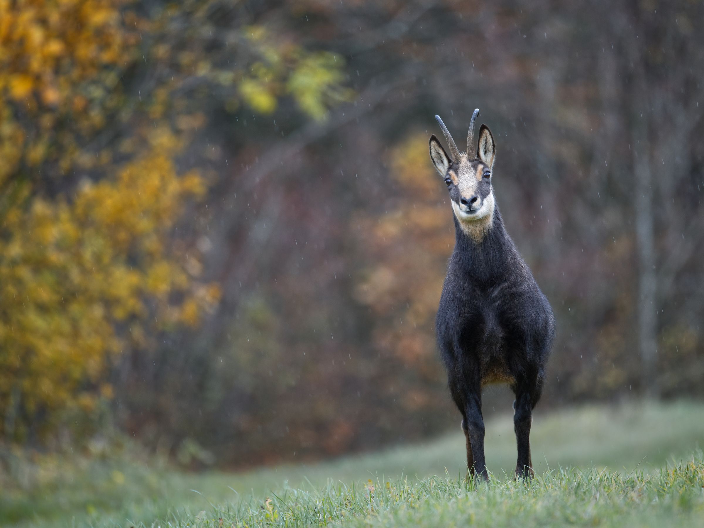 Gams im Herbst