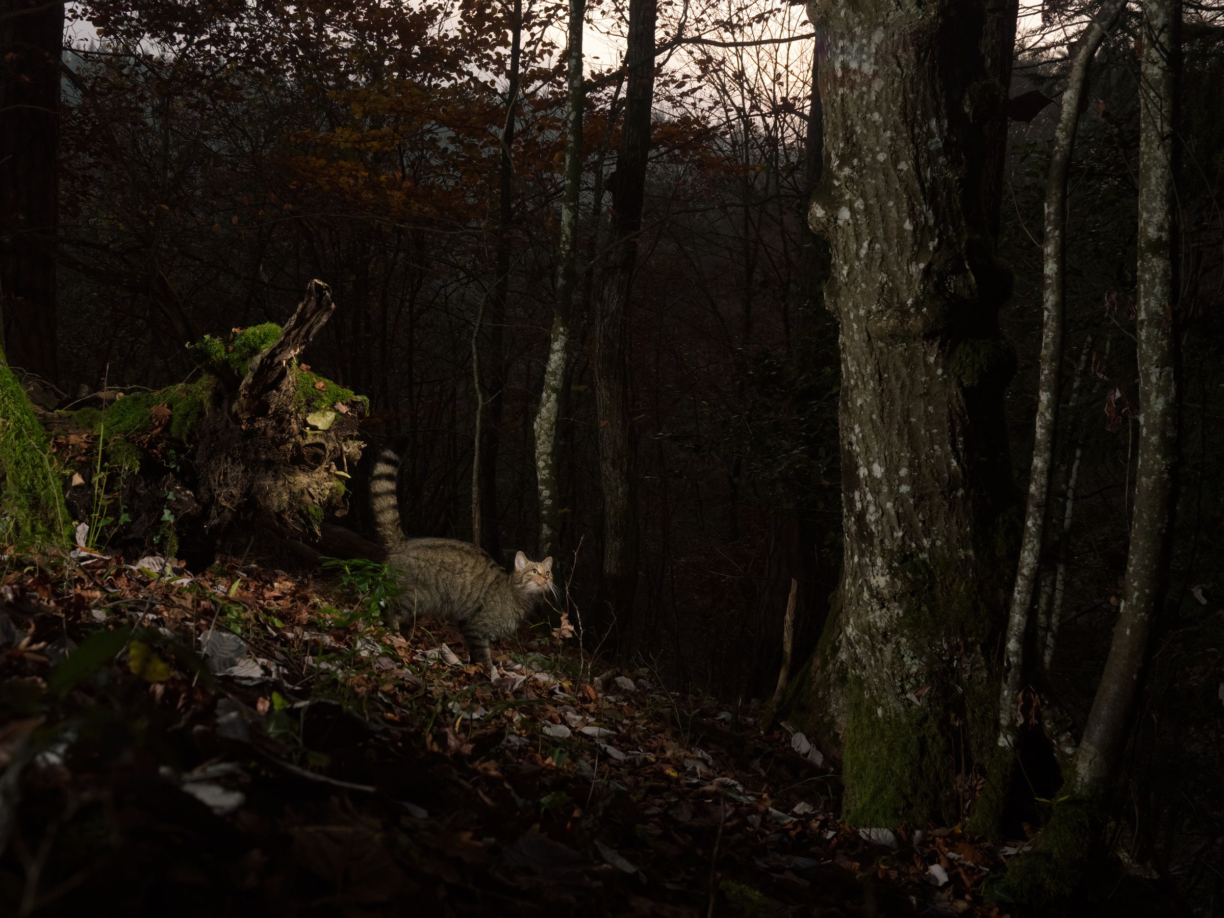 Europäische Wildkatze