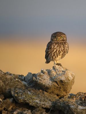 Steinkauf auf Steinhaufen