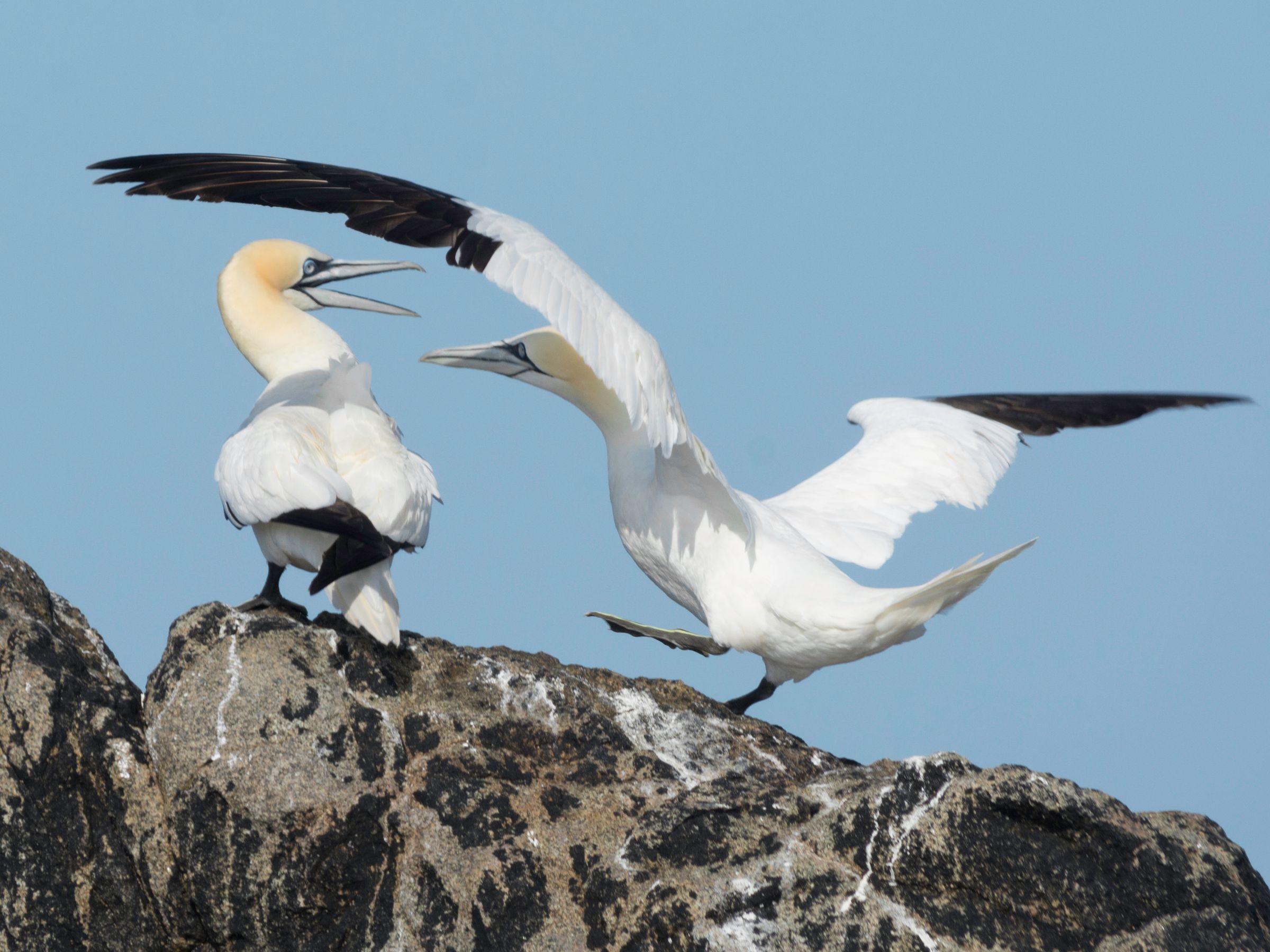 Gannet