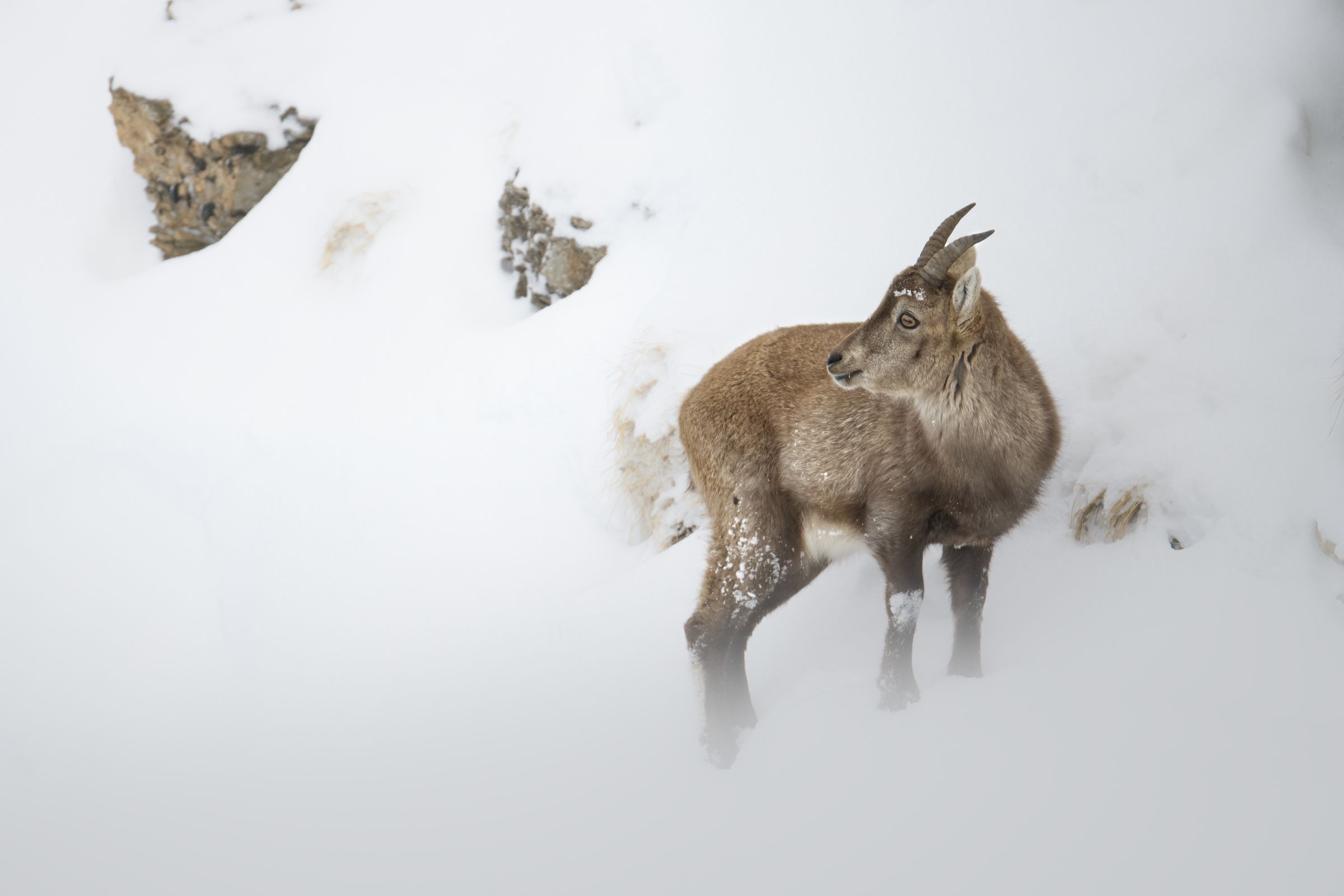 Junger Steinbock im Schnee