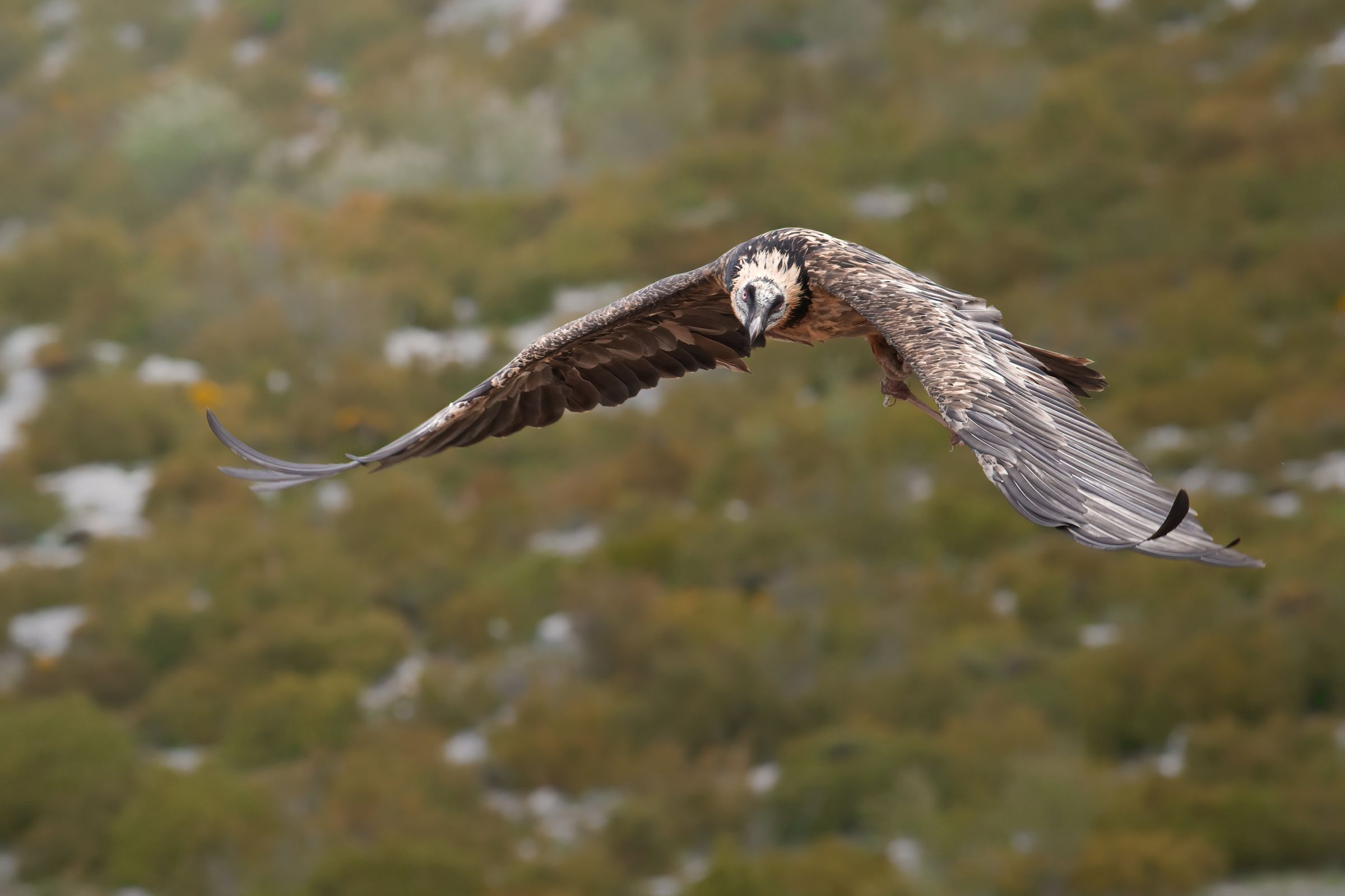 Bartgeier im Flug