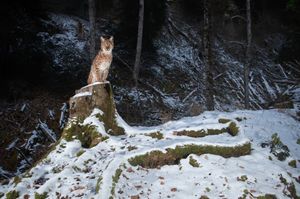Mama Luchs auf einem Baumstamm im Schnee