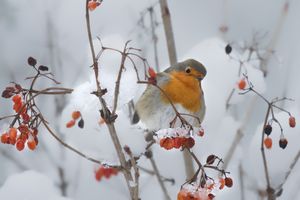 Winter Rotkehlchen