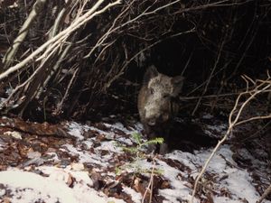 Winter Wildschwein