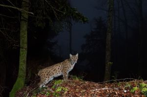 Luchs an einem Nebeligen Morgen