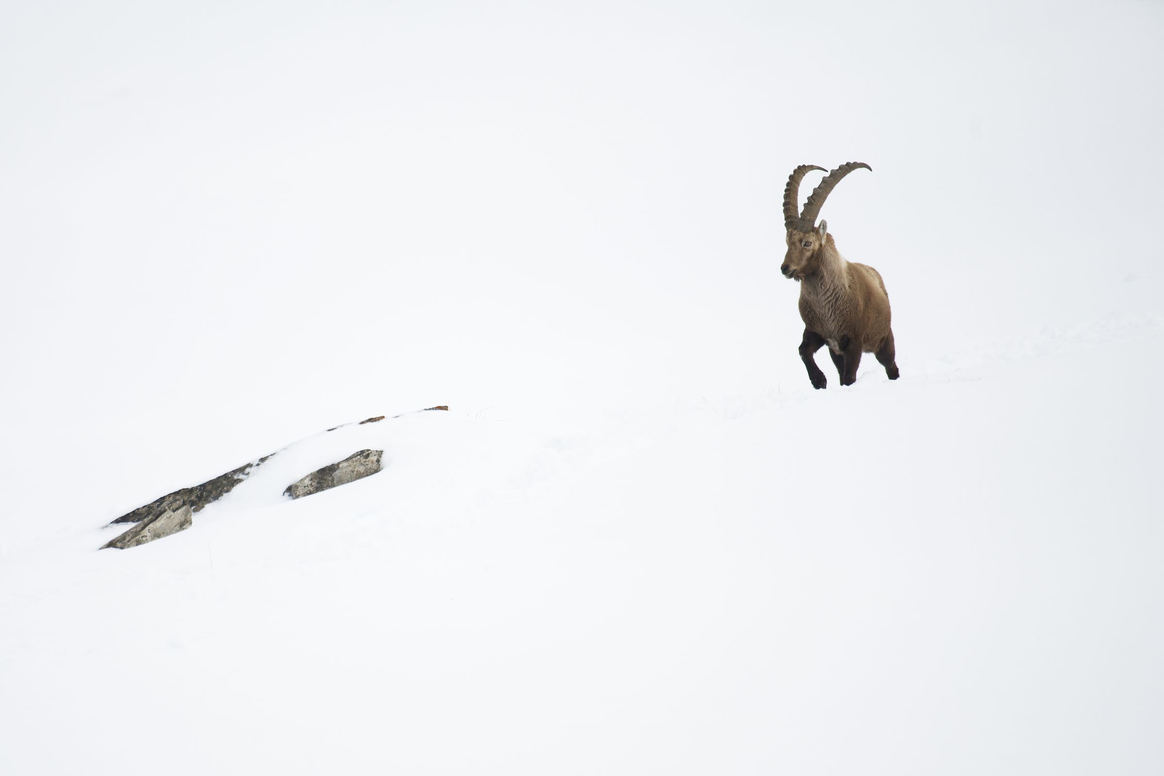 Steinbock im Schnee