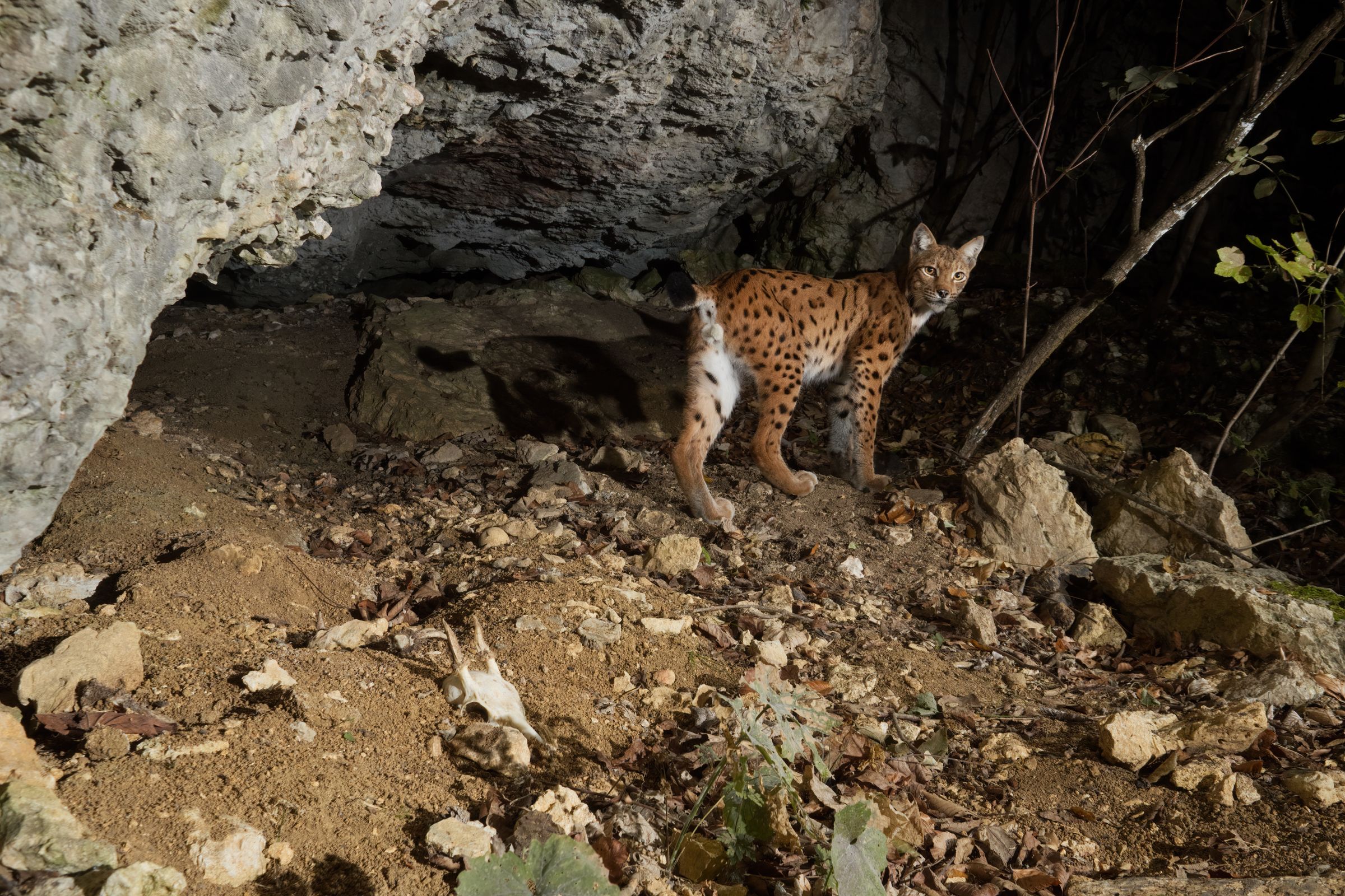 Luchs an einem Höhleneingang