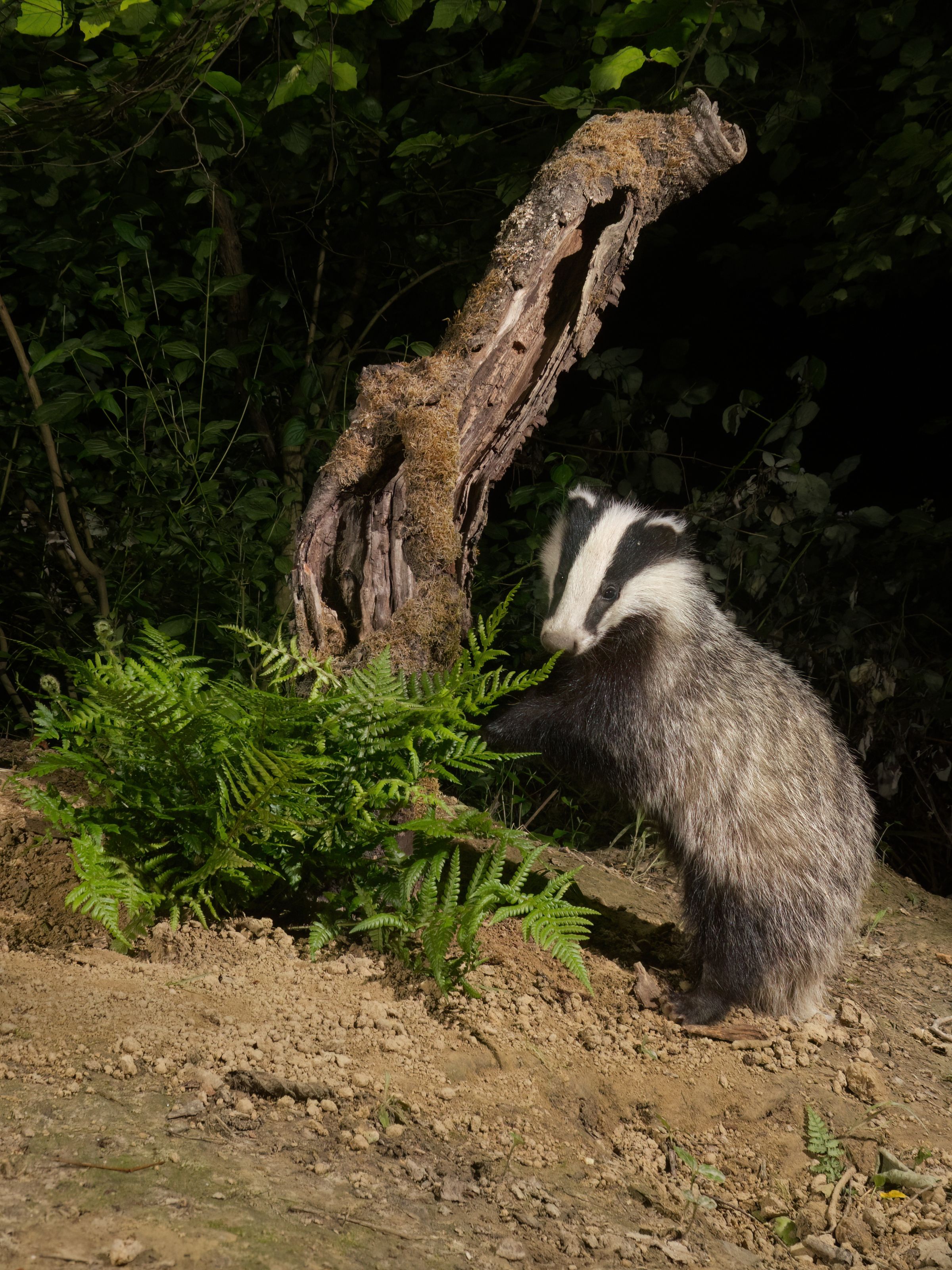 young Badger on a Tree Trunk