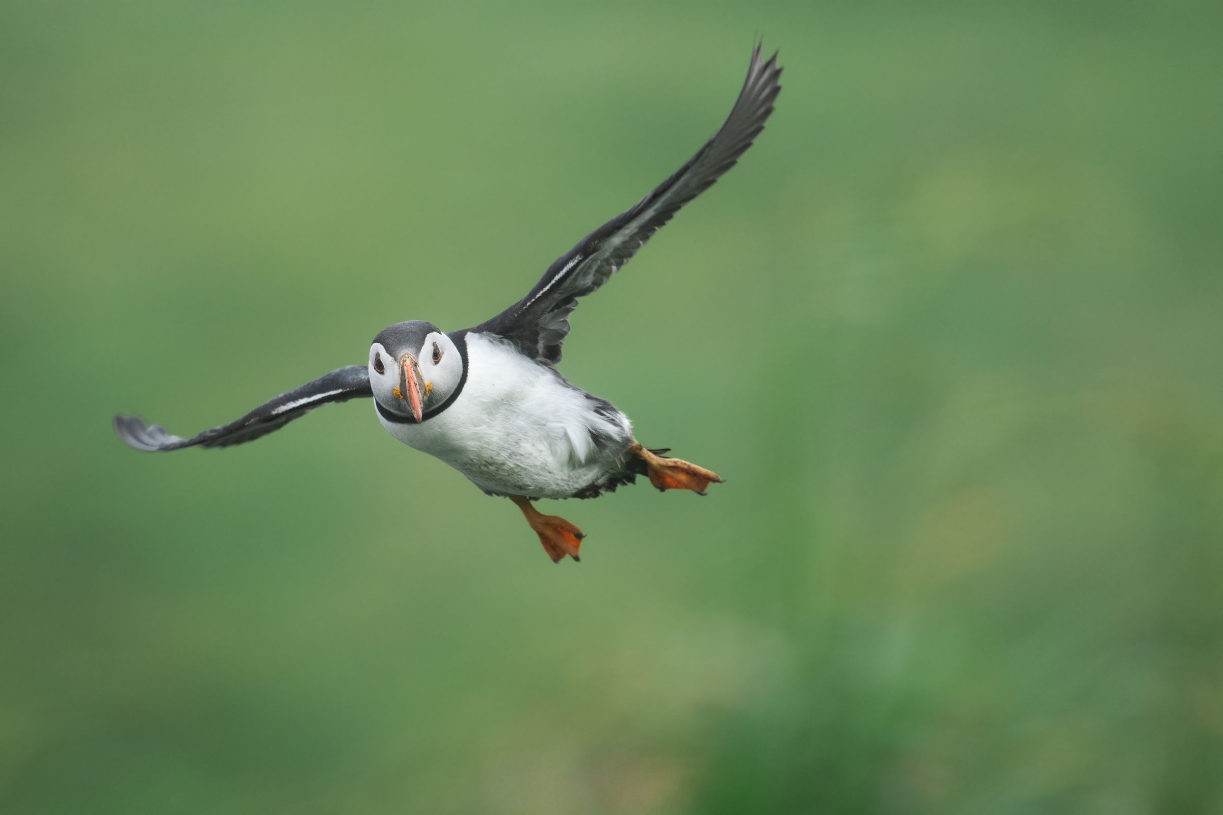 Papageientaucher bei der Landung
