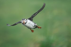 Papageientaucher bei der Landung