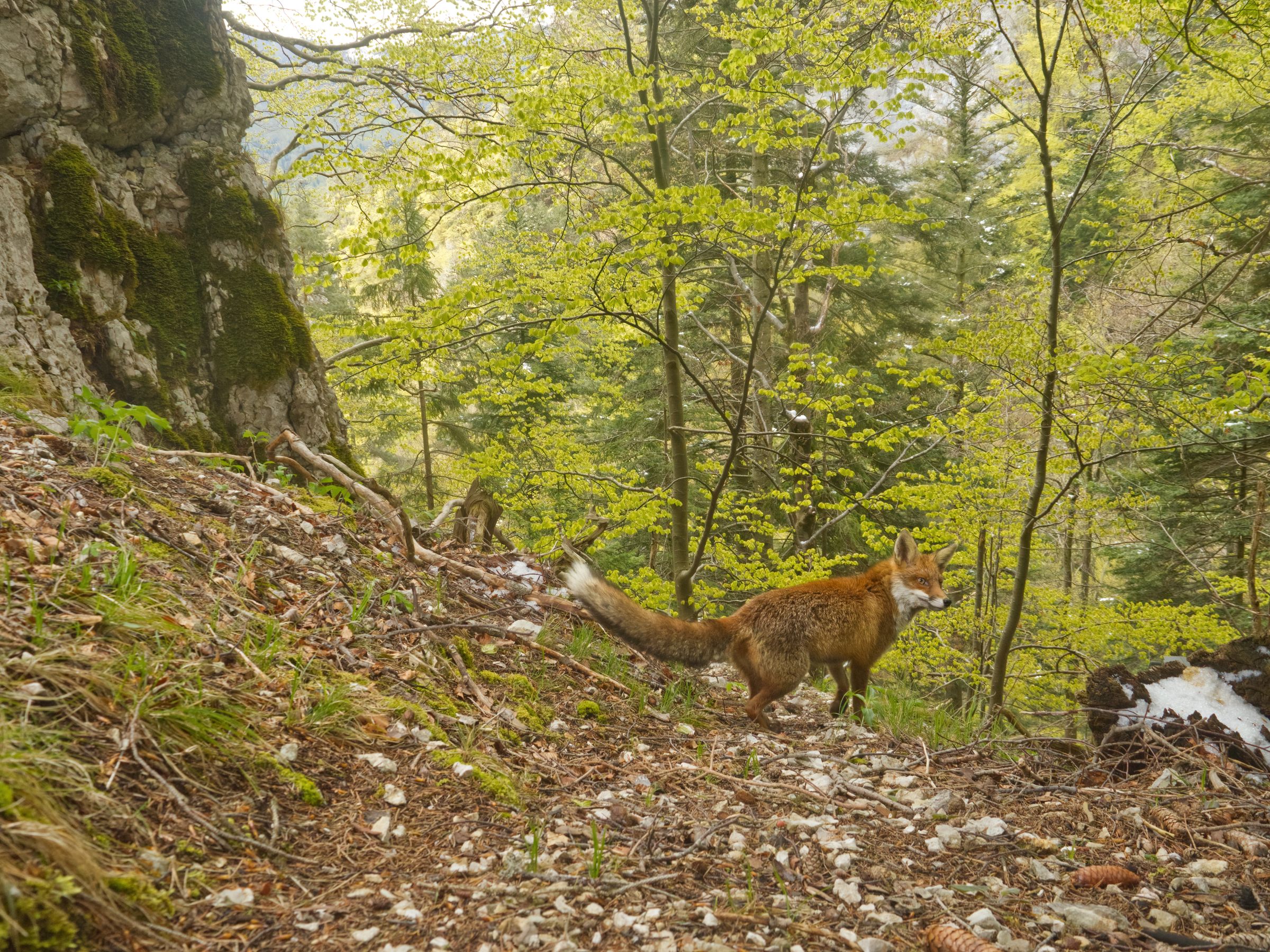 Fuchs im frühen Frühling