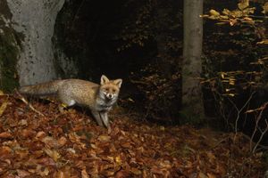 Fuchs im Herbst