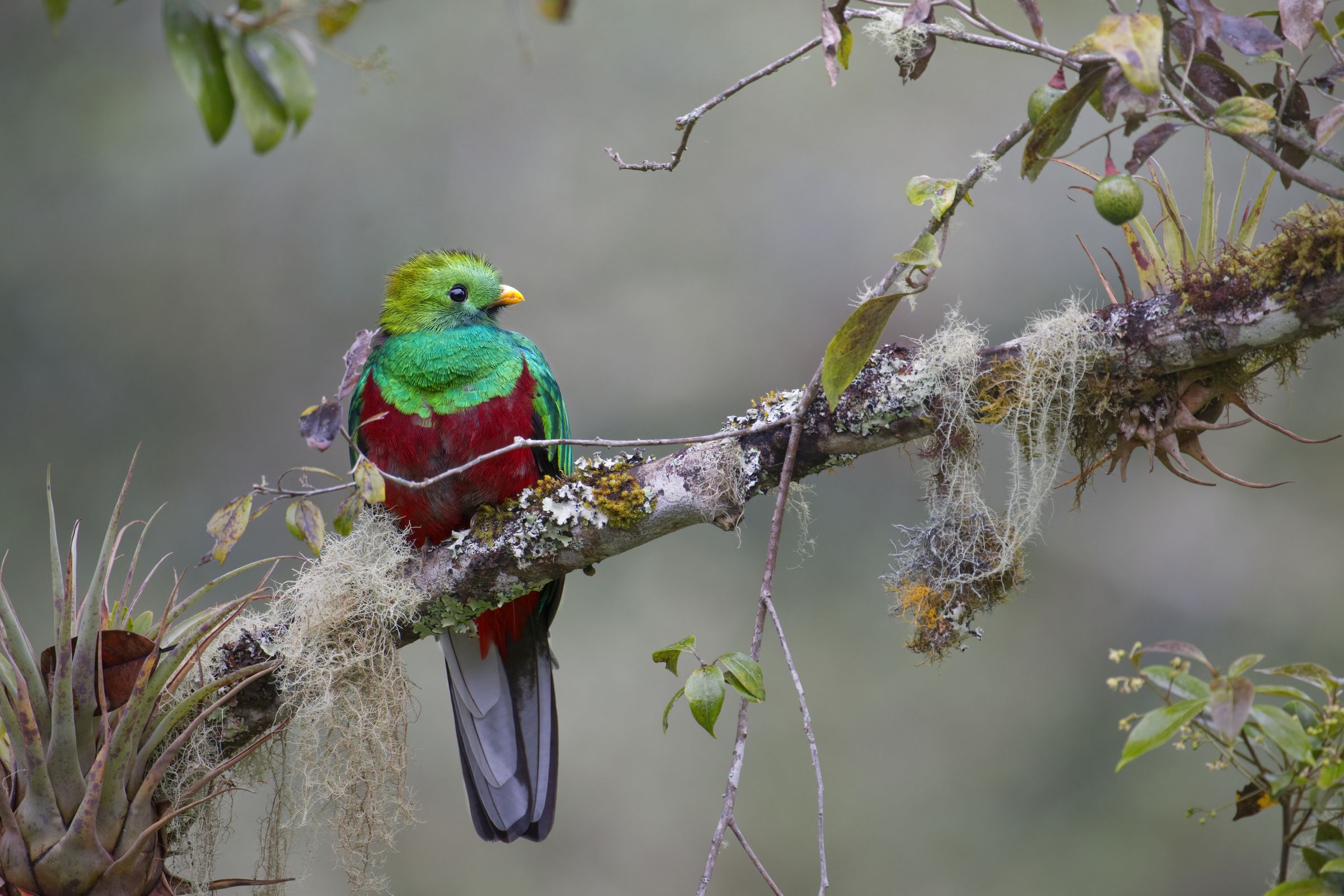 Quetzal