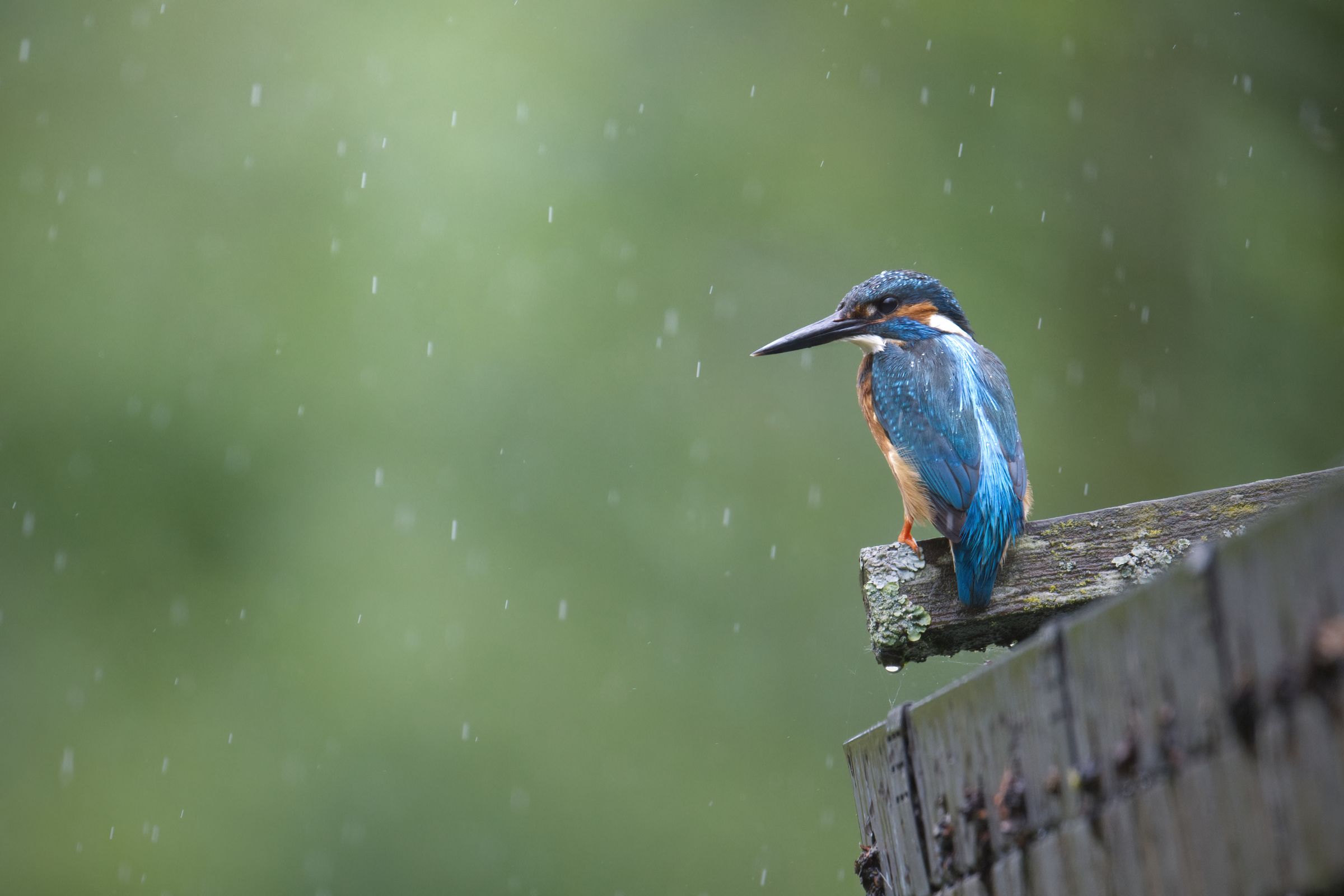 Eisvogel im Regen