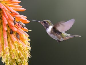 Kolibri an einer Blume