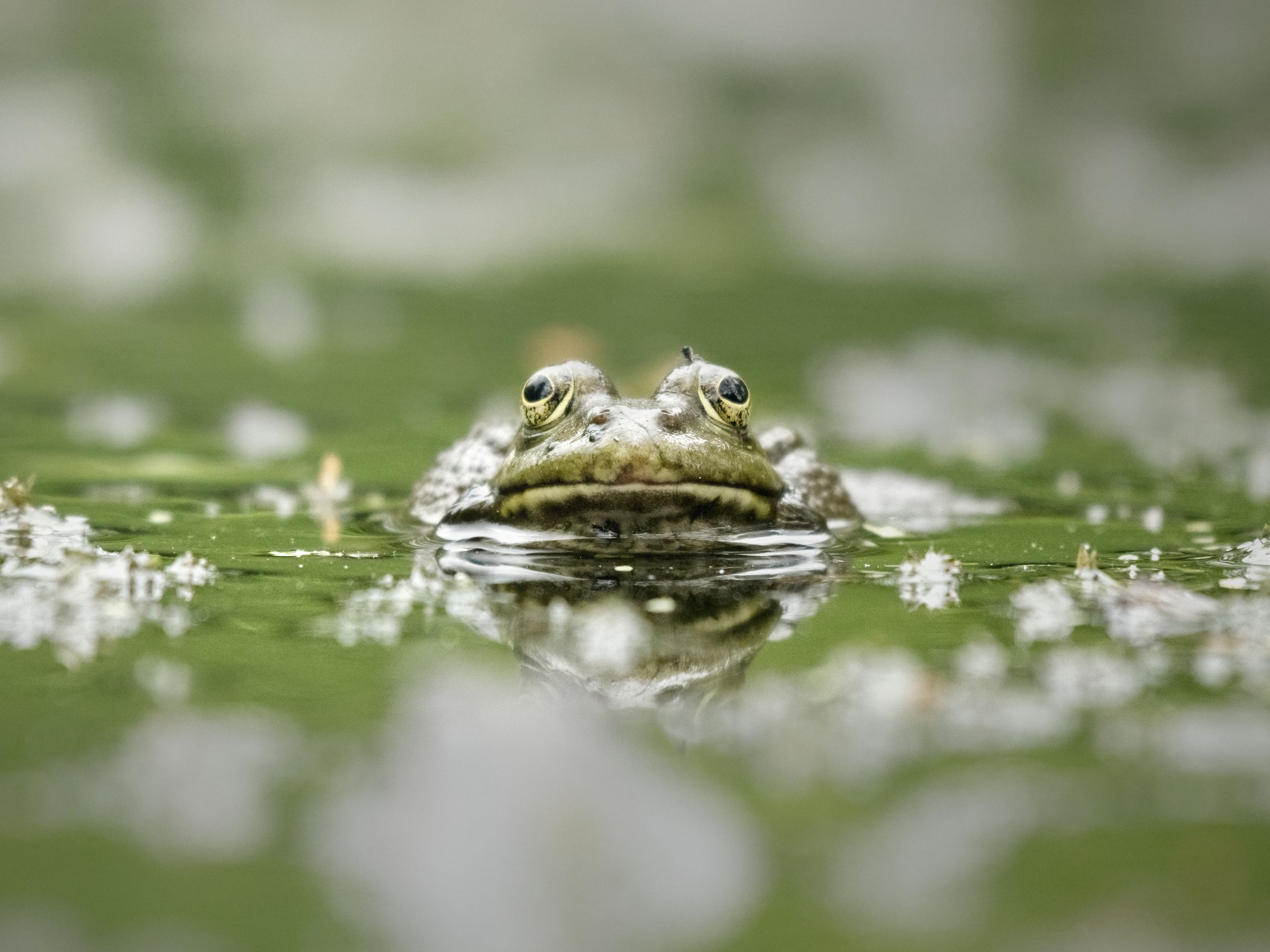 Teich Frosch