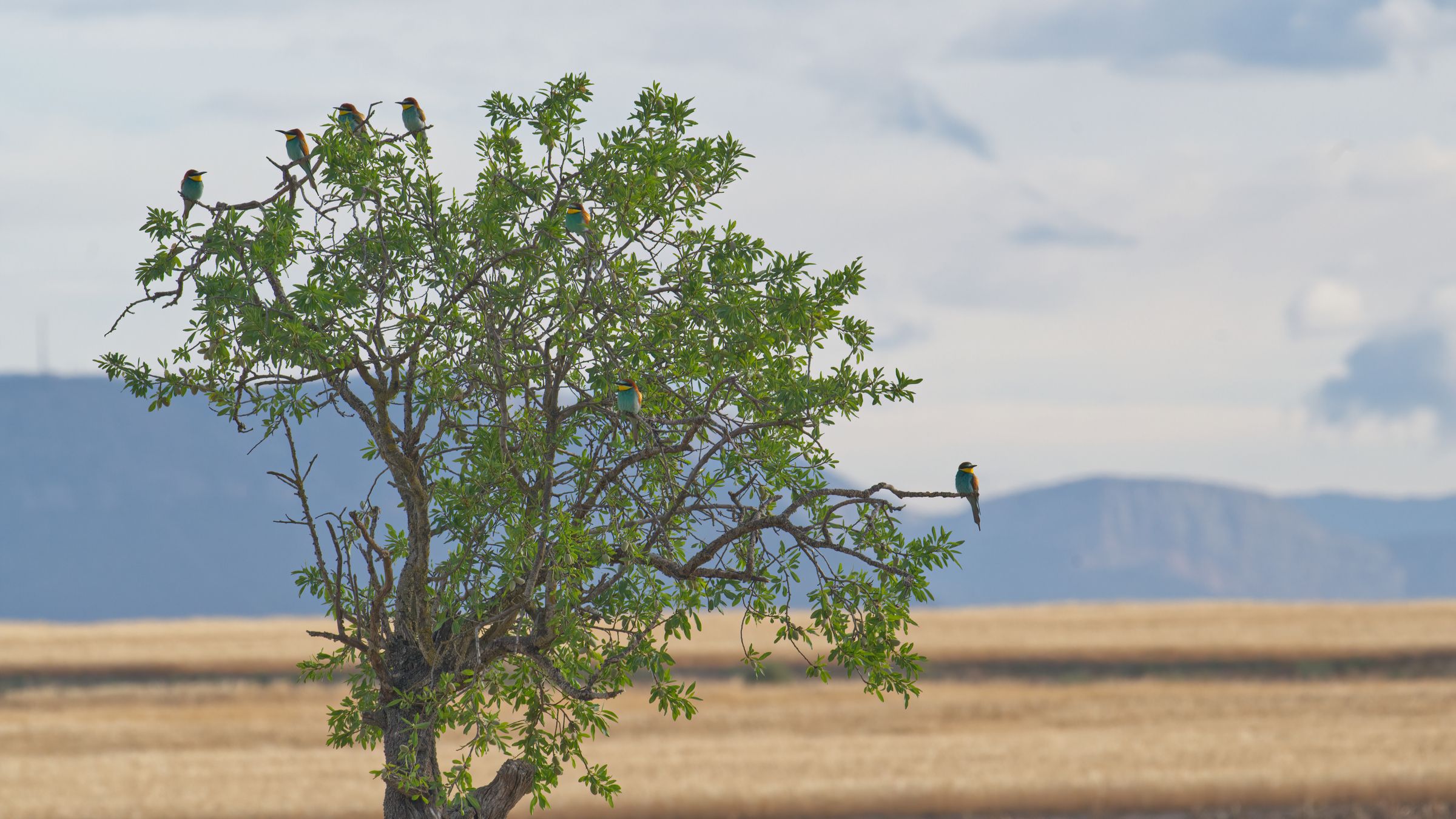 Bienenfresser  auf einem Baum im Feld