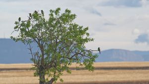 Bienenfresser  auf einem Baum im Feld