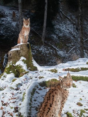 Mutter und Babyluchs im Schnee