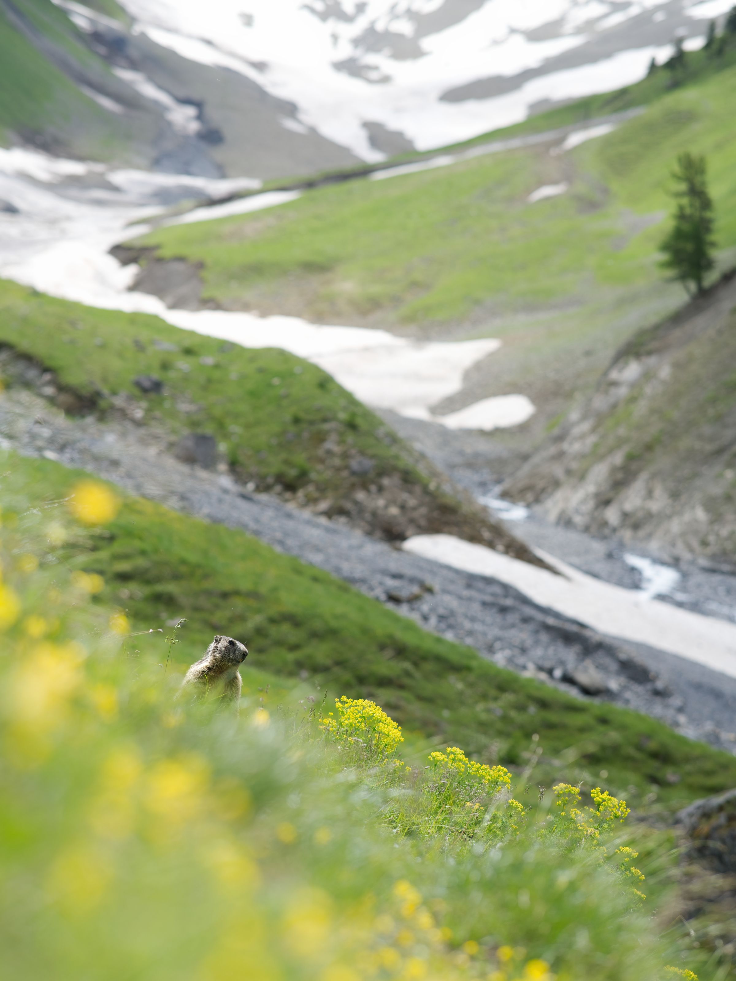 Murmeltier in Alpiner Landschaft