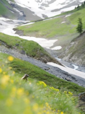 Murmeltier in Alpiner Landschaft