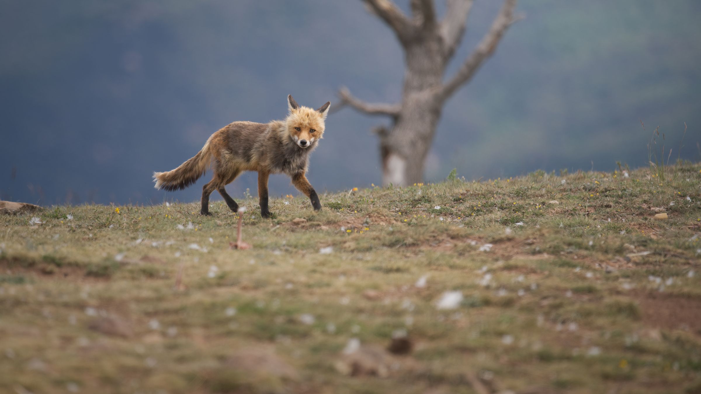 Rotfuchs in den Pyrenäen