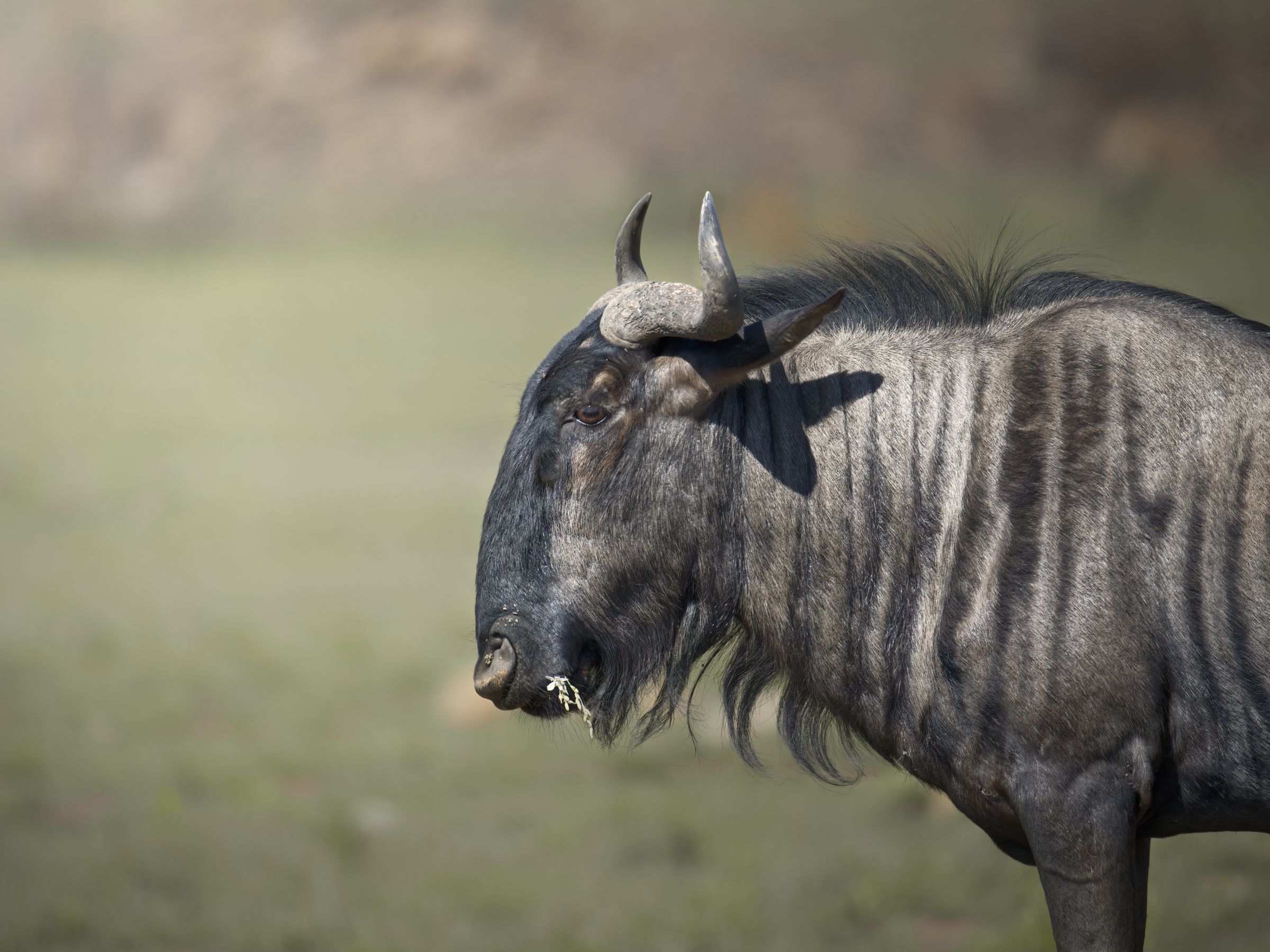 Gnu