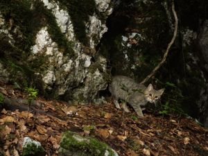 Europäische Wildkatze