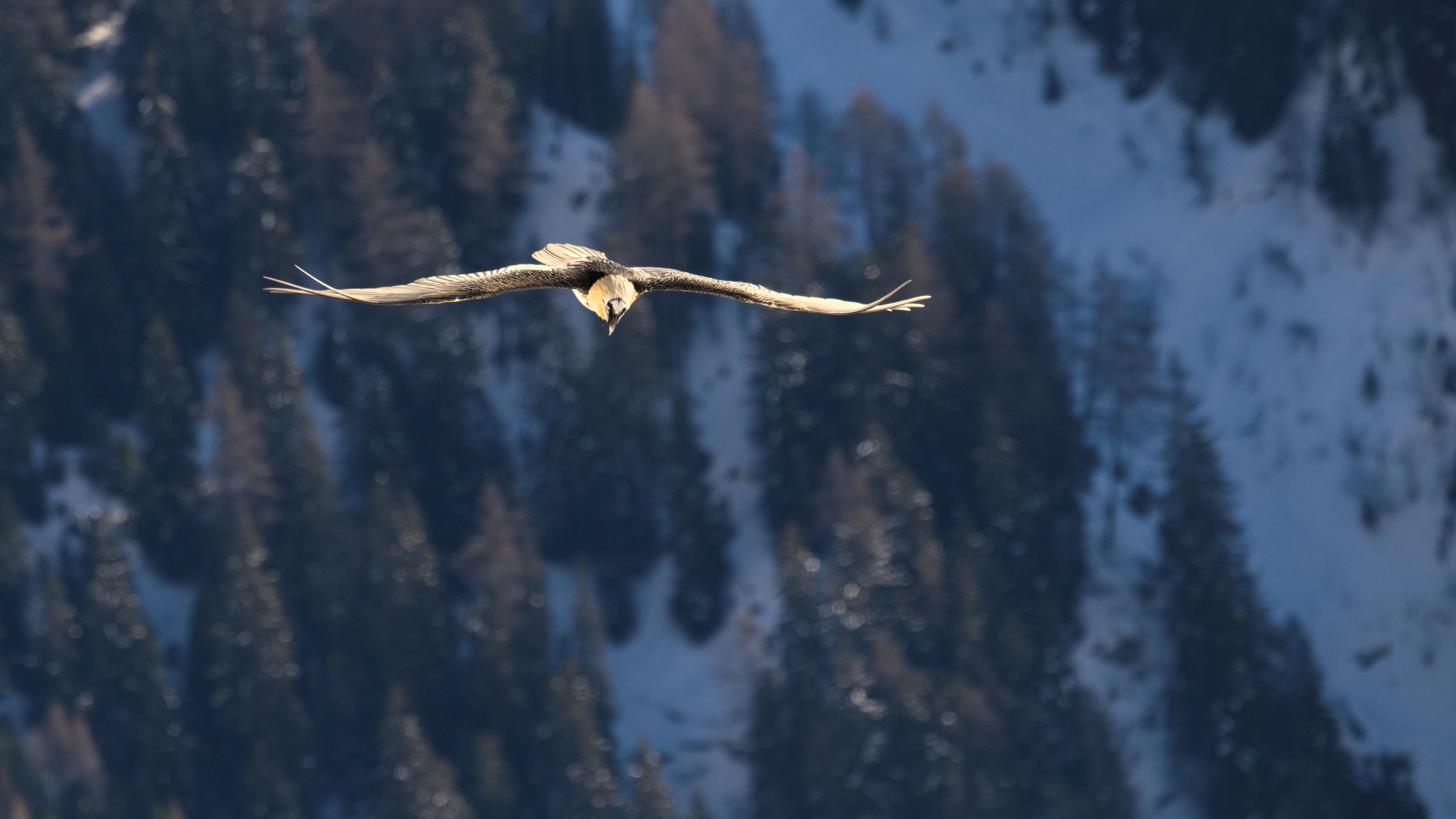 Bartgeier im Flug