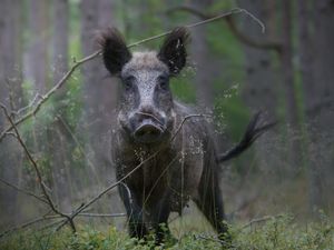 Mutter-Wildschwein