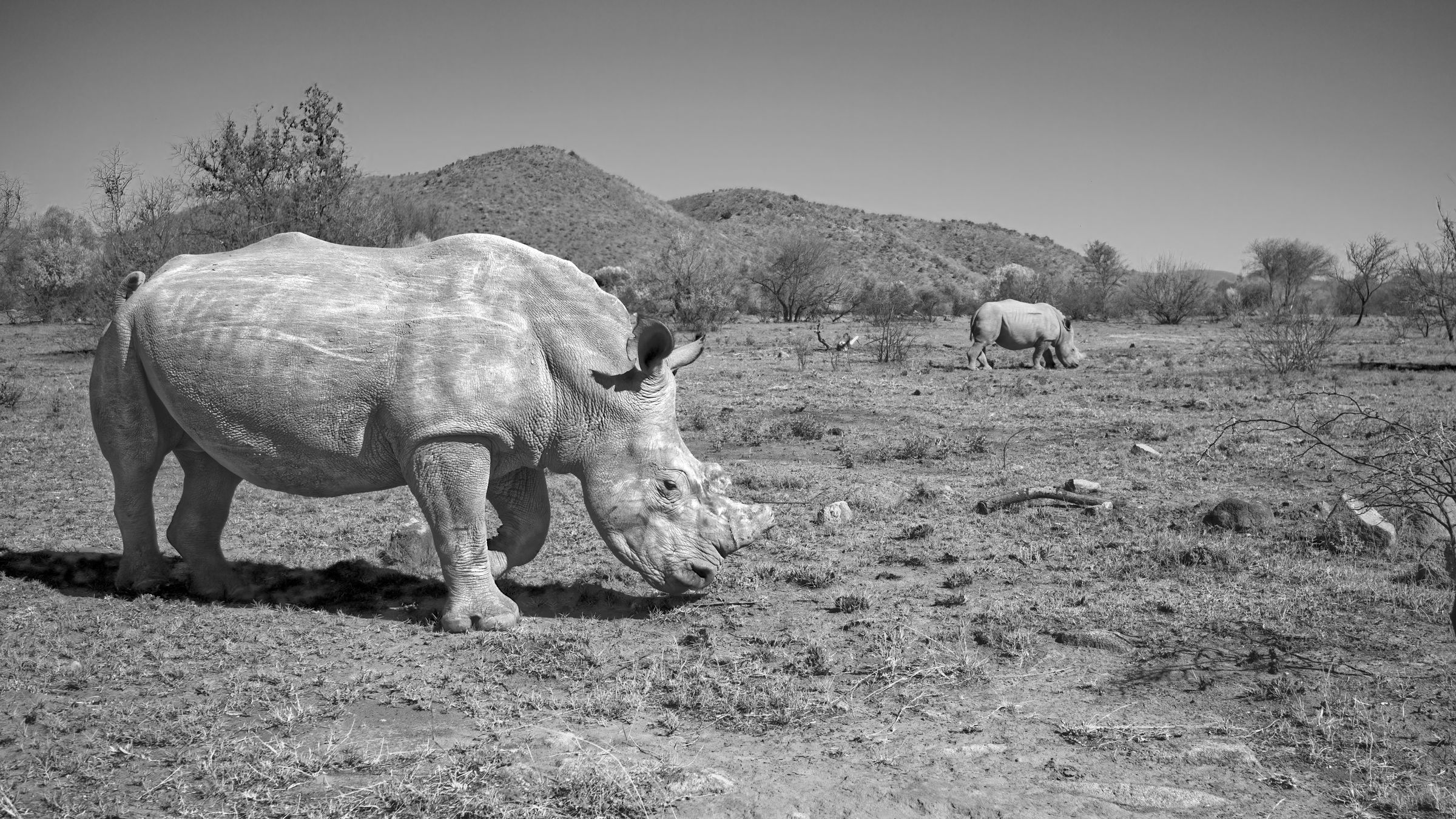 Breitmaulnashorn