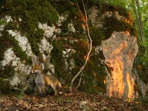 Fuchs-Junges bei Sonnenuntergang