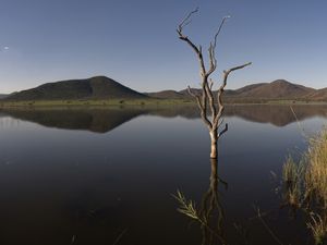 Toter Baum am See