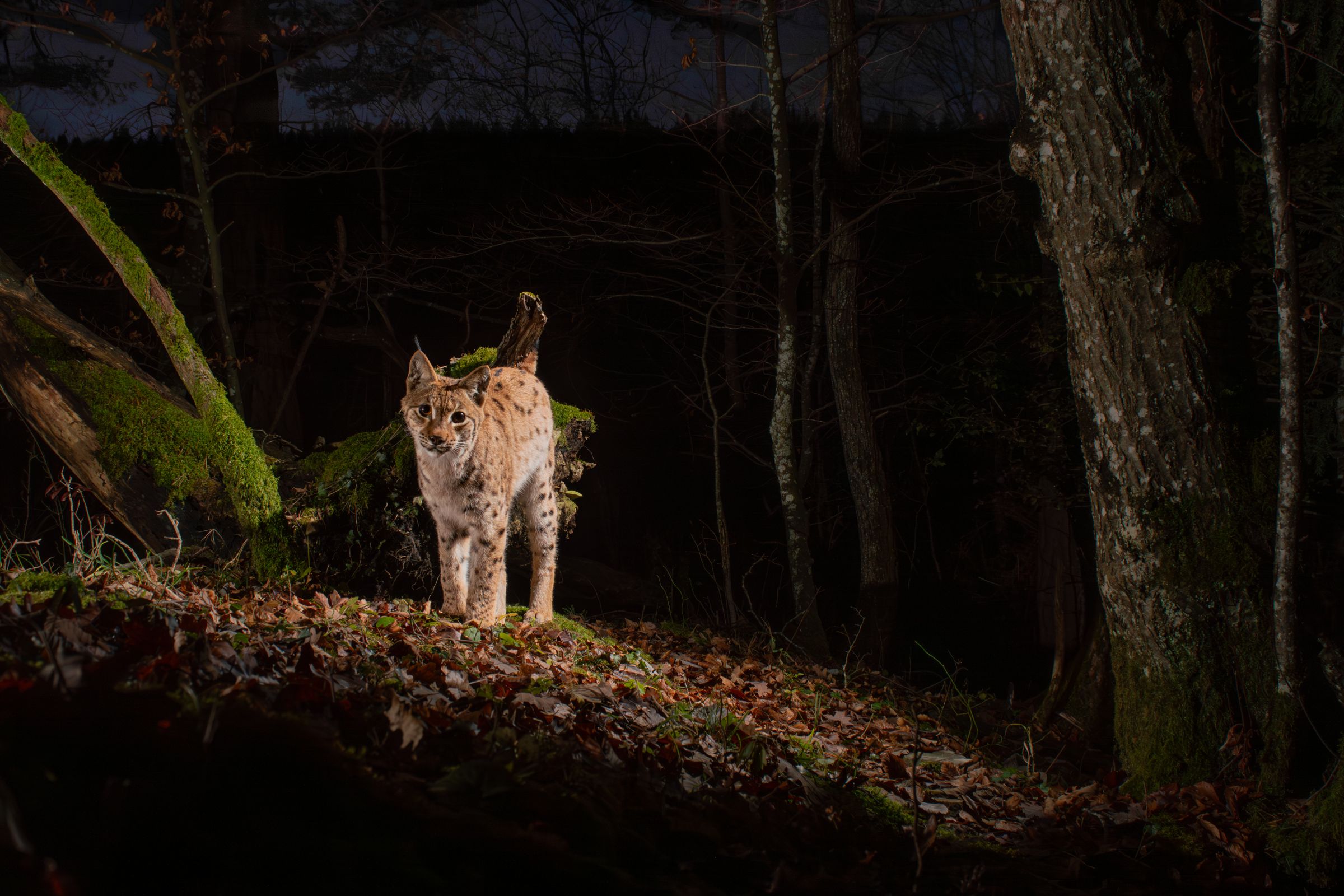 Luchs bei Morgendämmerung