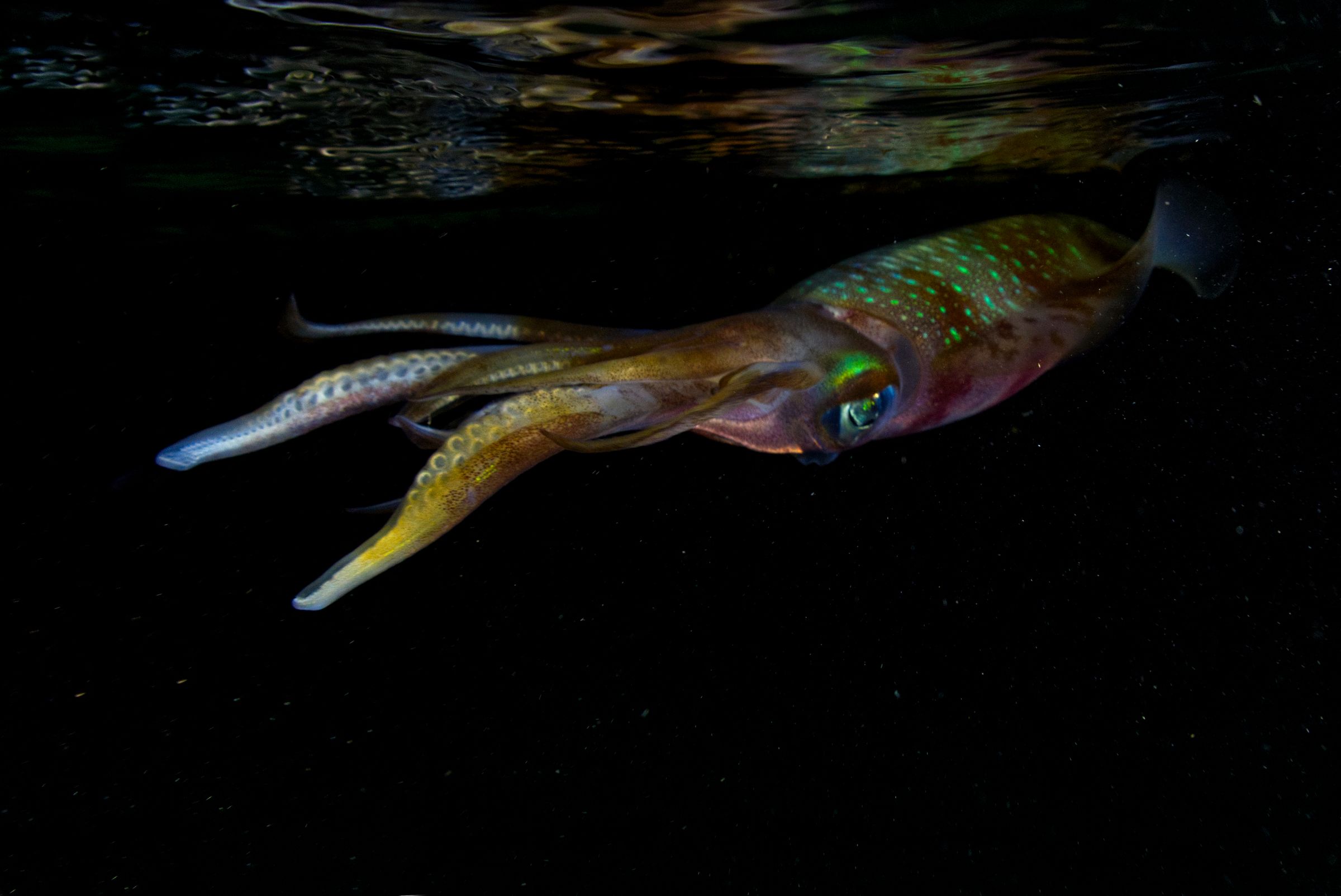 Firefly Squid