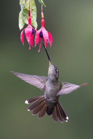 Kolibri an einer Blume