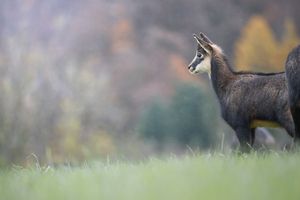 Junge Gams in Herbstfarben