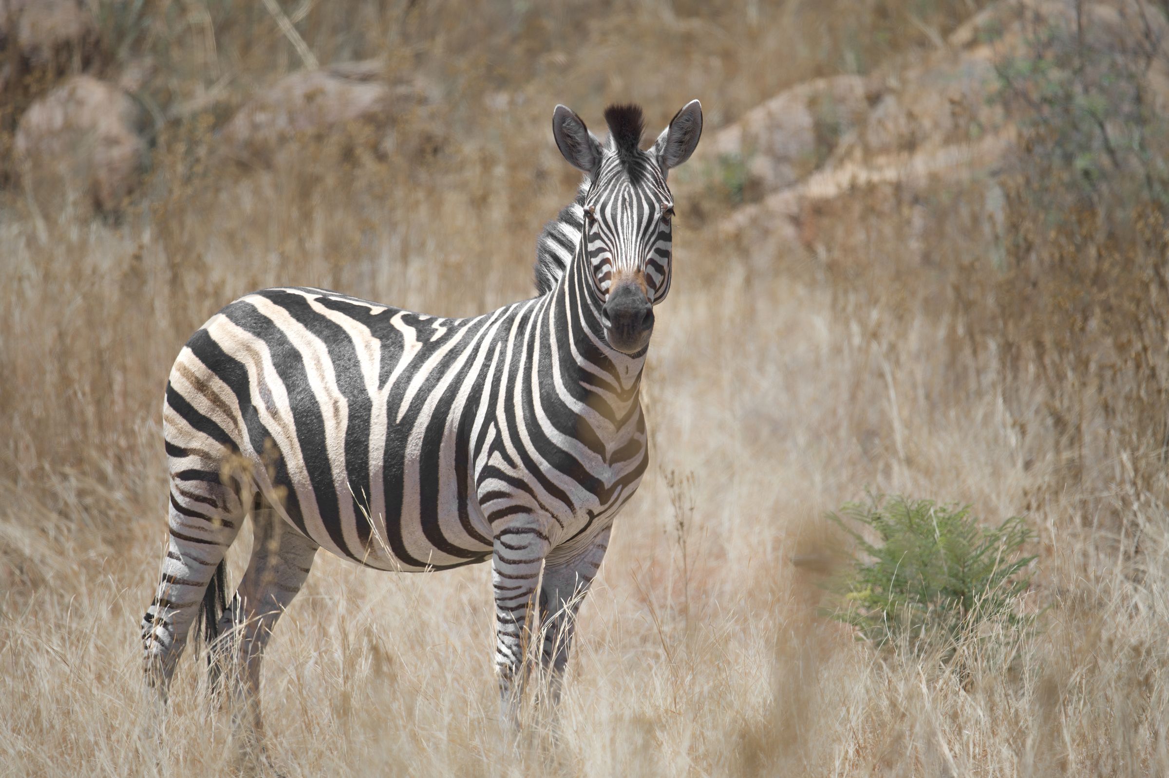 Zebra im hohen Grass