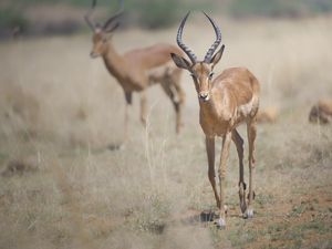 Impala