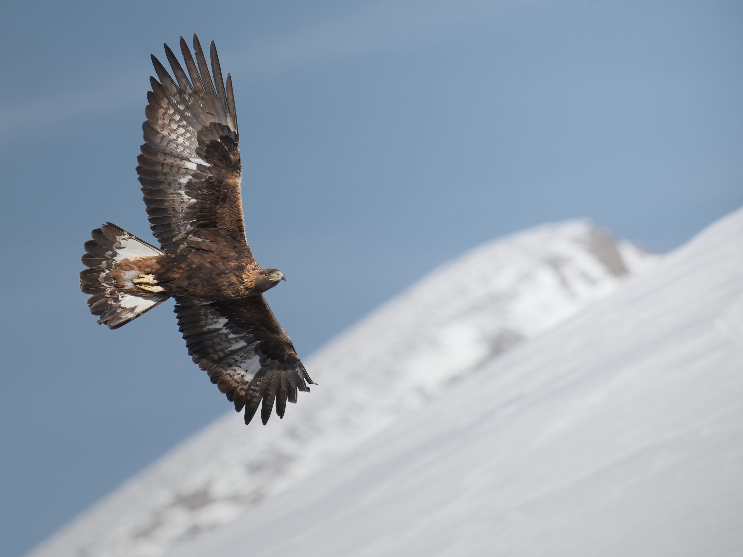 Steinadler