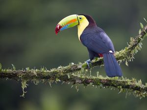 Toucan